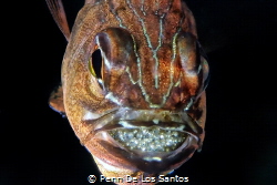 Mouth-brooding Cardinal Fish by Penn De Los Santos 
